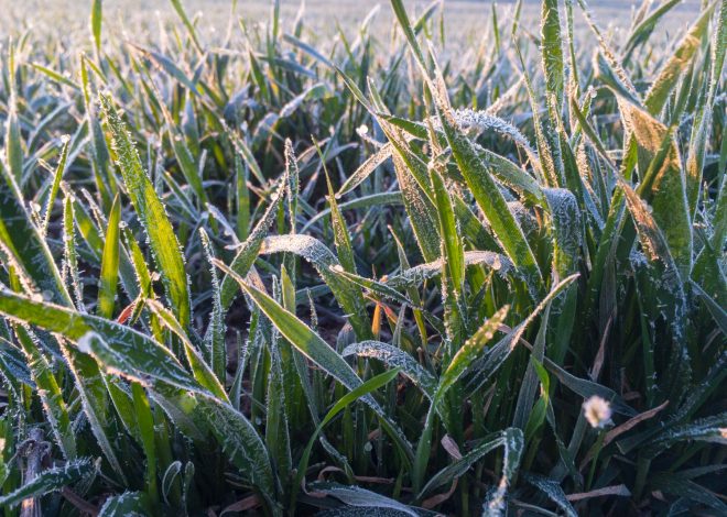 Ondas de frio exigem preparo extra e tecnologia de manejo no campo
