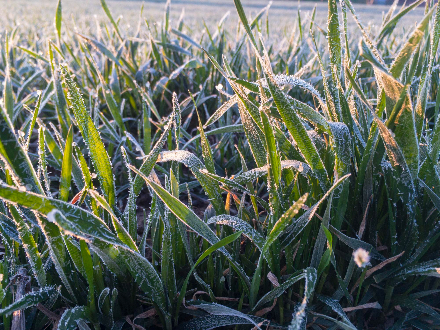 Ondas de frio exigem preparo extra e tecnologia de manejo no campo